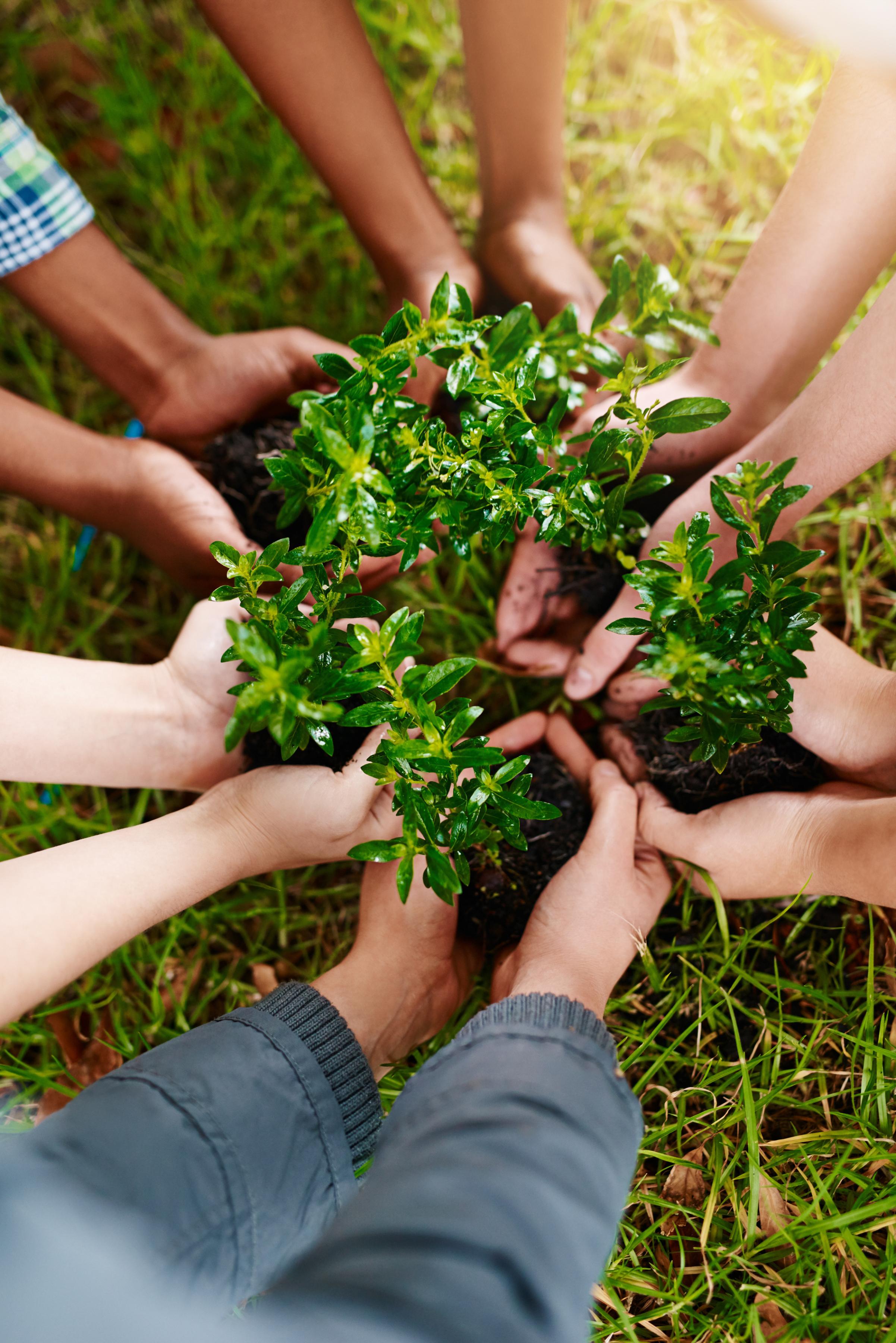 Photo of peoples hands together touching green plants